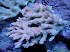 画像1: 【サンゴ】【通販】Wildミドリイシsp. (美カラー）（個体販売）（±13ｘ11cm)No.18（生体）（サンゴ） (1)