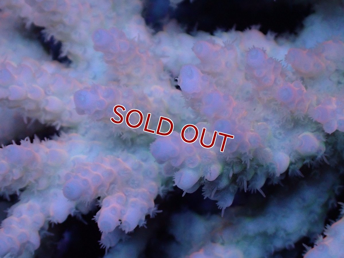 画像2: 【サンゴ】【通販】Wildミドリイシsp. (美カラー）（個体販売）（±13ｘ11cm)No.18（生体）（サンゴ） (2)