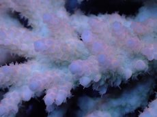 画像2: 【サンゴ】【通販】Wildミドリイシsp. (美カラー）（個体販売）（±13ｘ11cm)No.18（生体）（サンゴ） (2)