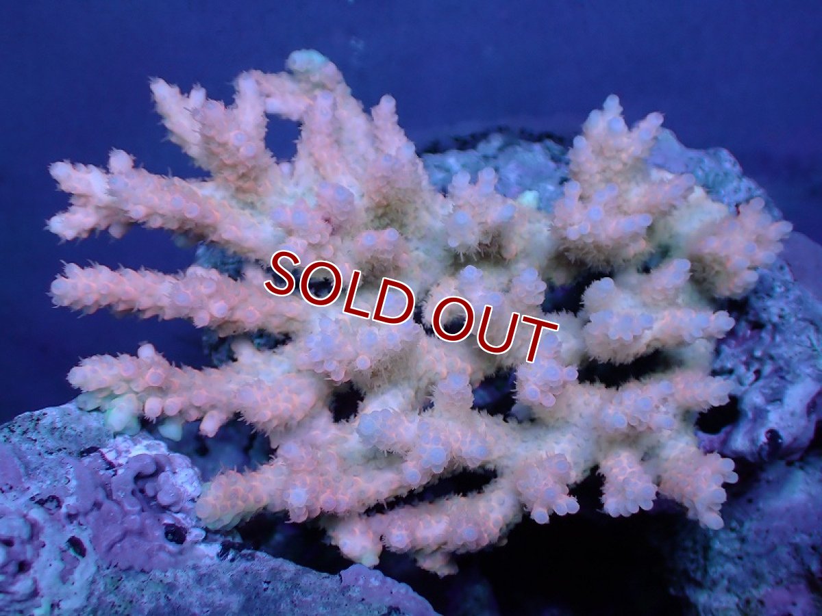 画像1: 【サンゴ】【通販】Wildミドリイシsp. (美カラー）（個体販売）（±12ｘ10cm)No.19（生体）（サンゴ） (1)