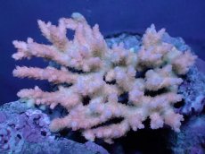 画像1: 【サンゴ】【通販】Wildミドリイシsp. (美カラー）（個体販売）（±12ｘ10cm)No.19（生体）（サンゴ） (1)