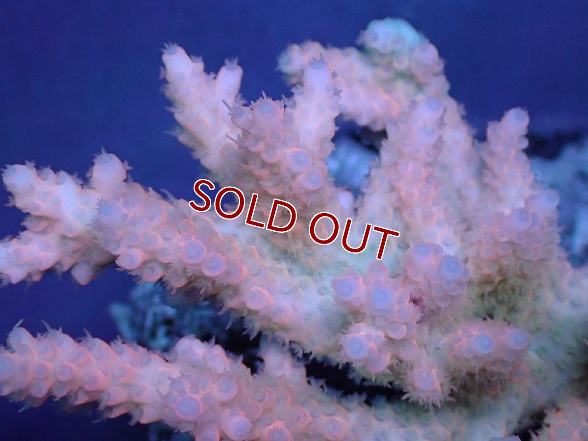 画像2: 【サンゴ】【通販】Wildミドリイシsp. (美カラー）（個体販売）（±12ｘ10cm)No.19（生体）（サンゴ） (2)