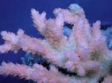 画像2: 【サンゴ】【通販】Wildミドリイシsp. (美カラー）（個体販売）（±12ｘ10cm)No.19（生体）（サンゴ） (2)