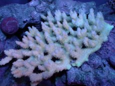 画像1: 【サンゴまとめ買い割引き10％〜20%OFF対象商品】【サンゴ】【通販】Wildミドリイシsp. (美カラー）（個体販売）（±13ｘ10cm)No.20（生体）（サンゴ） (1)