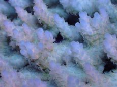 画像2: 【サンゴまとめ買い割引き10％〜20%OFF対象商品】【サンゴ】【通販】Wildミドリイシsp. (美カラー）（個体販売）（±13ｘ10cm)No.20（生体）（サンゴ） (2)