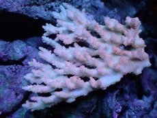 画像1: 【サンゴまとめ買い割引き10％〜20%OFF対象商品】【サンゴ】【通販】Wildミドリイシsp. (美カラー）（個体販売）（±13ｘ10cm)No.21（生体）（サンゴ） (1)