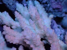 画像2: 【サンゴまとめ買い割引き10％〜20%OFF対象商品】【サンゴ】【通販】Wildミドリイシsp. (美カラー）（個体販売）（±13ｘ10cm)No.21（生体）（サンゴ） (2)