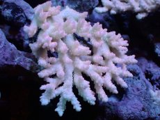 画像1: 【サンゴまとめ買い割引き10％〜20%OFF対象商品】【サンゴ】【通販】Wildミドリイシsp. (美カラー）（個体販売）（±12ｘ10cm)No.22（生体）（サンゴ） (1)