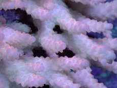 画像2: 【サンゴまとめ買い割引き10％〜20%OFF対象商品】【サンゴ】【通販】Wildミドリイシsp. (美カラー）（個体販売）（±12ｘ10cm)No.22（生体）（サンゴ） (2)