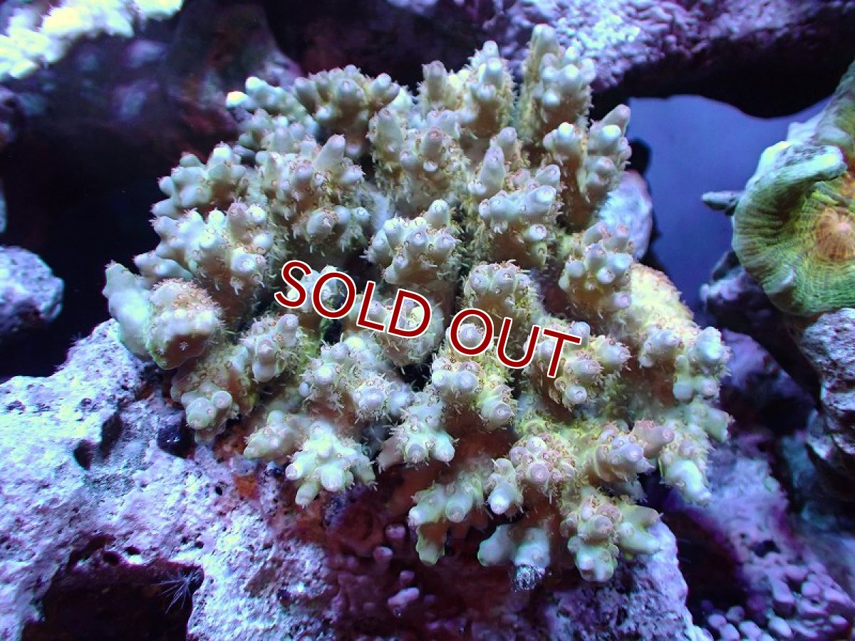 画像1: 【サンゴ】【通販】Wildミドリイシsp. (美カラー）（個体販売）（±11ｘ10cm)No.23（生体）（サンゴ） (1)