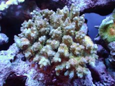 画像1: 【サンゴ】【通販】Wildミドリイシsp. (美カラー）（個体販売）（±11ｘ10cm)No.23（生体）（サンゴ） (1)