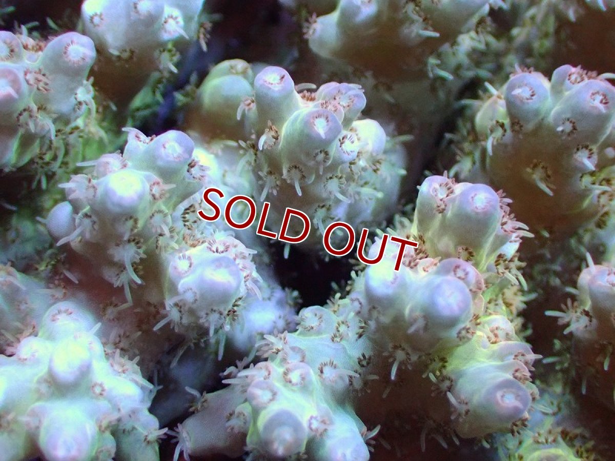 画像2: 【サンゴ】【通販】Wildミドリイシsp. (美カラー）（個体販売）（±11ｘ10cm)No.23（生体）（サンゴ） (2)