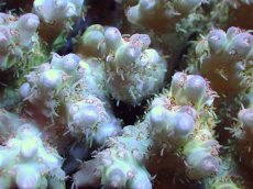 画像2: 【サンゴ】【通販】Wildミドリイシsp. (美カラー）（個体販売）（±11ｘ10cm)No.23（生体）（サンゴ） (2)