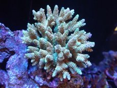 画像1: 【サンゴまとめ買い割引き10％〜20%OFF対象商品】【サンゴ】【通販】ブリードミドリイシsp. (美カラー）（個体販売）（±10cm)No.1（生体）（サンゴ） (1)