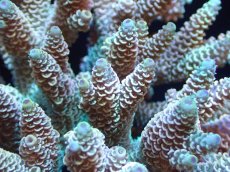 画像2: 【サンゴまとめ買い割引き10％〜20%OFF対象商品】【サンゴ】【通販】ブリードミドリイシsp. (美カラー）（個体販売）（±10cm)No.1（生体）（サンゴ） (2)