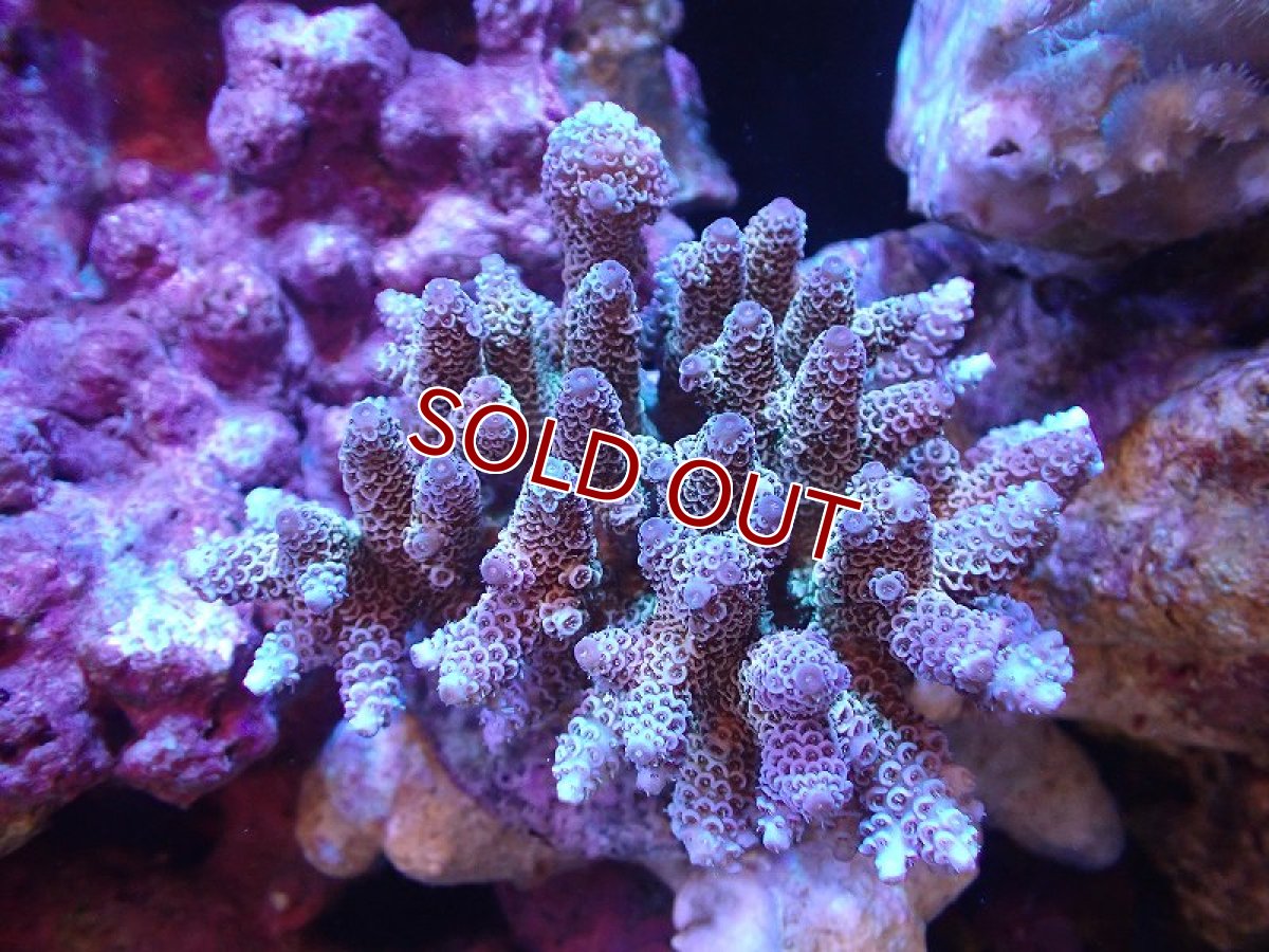 画像1: 【サンゴ】【通販】ブリードミドリイシsp. (美カラー）（個体販売）（±9cm)No.2（生体）（サンゴ） (1)
