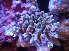 画像1: 【サンゴ】【通販】ブリードミドリイシsp. (美カラー）（個体販売）（±9cm)No.2（生体）（サンゴ） (1)