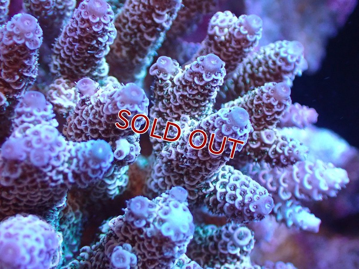 画像2: 【サンゴ】【通販】ブリードミドリイシsp. (美カラー）（個体販売）（±9cm)No.2（生体）（サンゴ） (2)