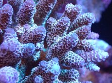 画像2: 【サンゴ】【通販】ブリードミドリイシsp. (美カラー）（個体販売）（±9cm)No.2（生体）（サンゴ） (2)