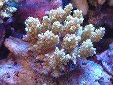 画像1: 【サンゴまとめ買い割引き10％〜20%OFF対象商品】【サンゴ】【通販】ブリードミドリイシsp. (美カラー）（個体販売）（±10cm)No.3（生体）（サンゴ） (1)