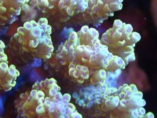 画像2: 【サンゴまとめ買い割引き10％〜20%OFF対象商品】【サンゴ】【通販】ブリードミドリイシsp. (美カラー）（個体販売）（±10cm)No.3（生体）（サンゴ） (2)