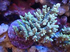 画像1: 【サンゴまとめ買い割引き10％〜20%OFF対象商品】【サンゴ】【通販】ブリードミドリイシsp. (美カラー）（個体販売）（±13cm)No.4（生体）（サンゴ） (1)