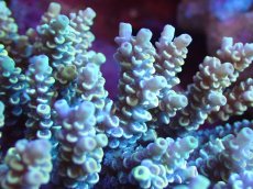 画像2: 【サンゴまとめ買い割引き10％〜20%OFF対象商品】【サンゴ】【通販】ブリードミドリイシsp. (美カラー）（個体販売）（±13cm)No.4（生体）（サンゴ） (2)