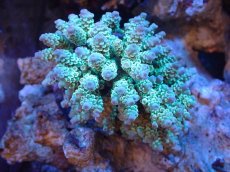 画像1: 【サンゴまとめ買い割引き10％〜20%OFF対象商品】【サンゴ】【通販】ブリードミドリイシsp. (美カラー）（個体販売）（±9cm)No.5（生体）（サンゴ） (1)