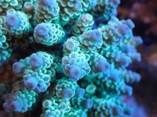 画像2: 【サンゴまとめ買い割引き10％〜20%OFF対象商品】【サンゴ】【通販】ブリードミドリイシsp. (美カラー）（個体販売）（±9cm)No.5（生体）（サンゴ） (2)