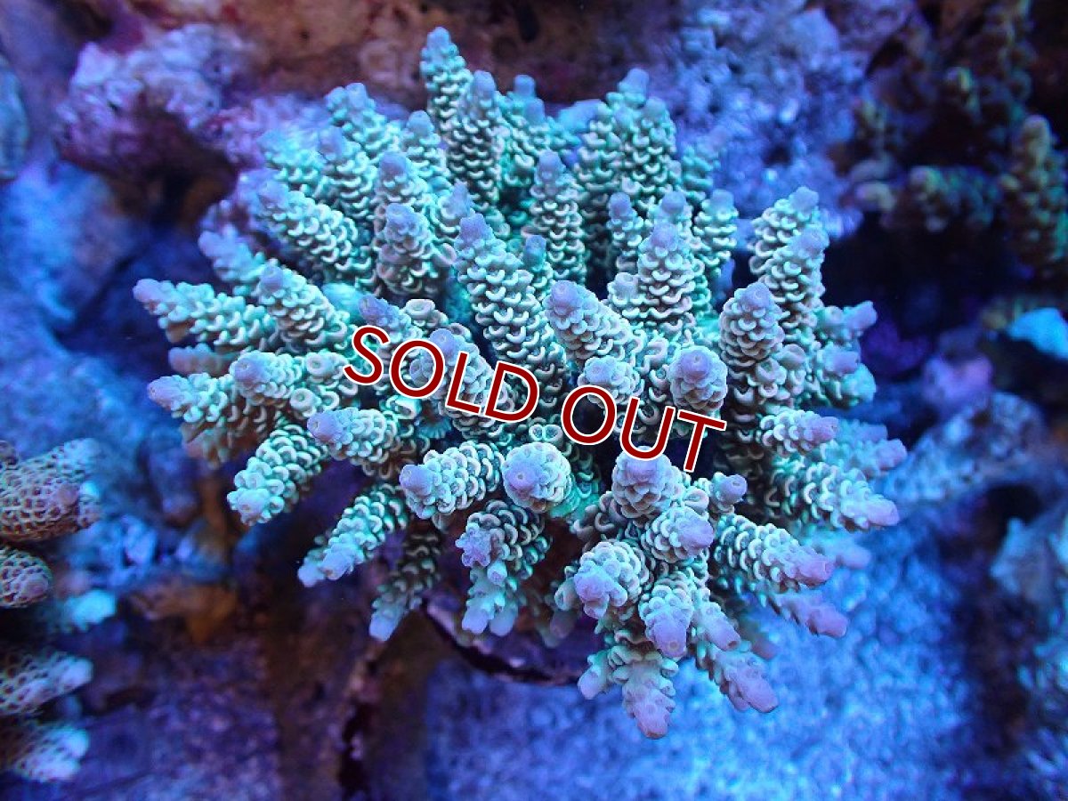 画像1: 【サンゴ】【通販】ブリードミドリイシsp. (美カラー）（個体販売）（±9cm)No.6（生体）（サンゴ） (1)