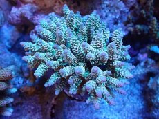 画像1: 【サンゴまとめ買い割引き10％〜20%OFF対象商品】【サンゴ】【通販】ブリードミドリイシsp. (美カラー）（個体販売）（±9cm)No.6（生体）（サンゴ） (1)