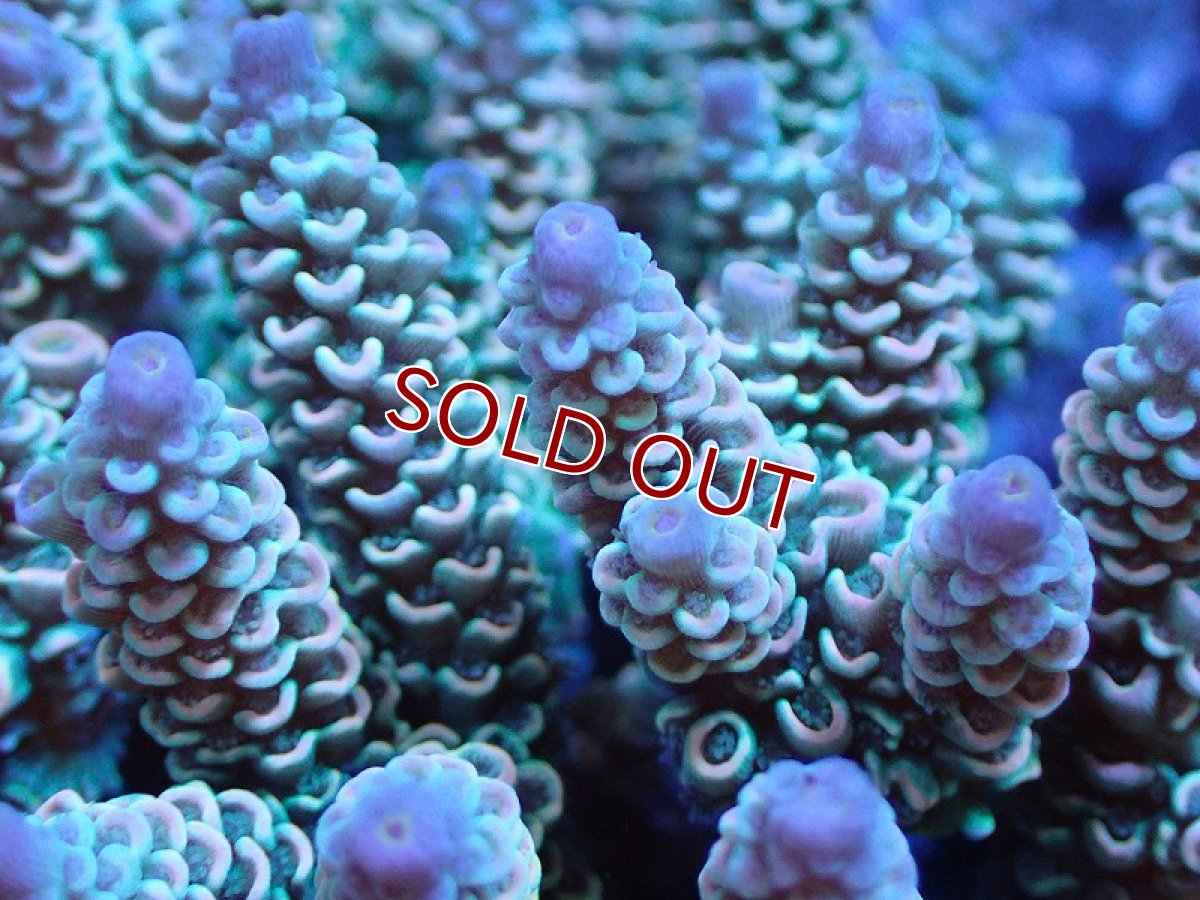 画像2: 【サンゴ】【通販】ブリードミドリイシsp. (美カラー）（個体販売）（±9cm)No.6（生体）（サンゴ） (2)