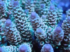 画像2: 【サンゴまとめ買い割引き10％〜20%OFF対象商品】【サンゴ】【通販】ブリードミドリイシsp. (美カラー）（個体販売）（±9cm)No.6（生体）（サンゴ） (2)