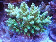 画像1: 【サンゴまとめ買い割引き10％〜20%OFF対象商品】【サンゴ】【通販】ブリードミドリイシsp. (美カラー）（個体販売）（±9cm)No.7（生体）（サンゴ） (1)