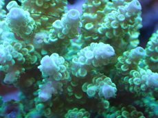 画像2: 【サンゴまとめ買い割引き10％〜20%OFF対象商品】【サンゴ】【通販】ブリードミドリイシsp. (美カラー）（個体販売）（±9cm)No.7（生体）（サンゴ） (2)