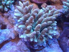 画像1: 【サンゴまとめ買い割引き10％〜20%OFF対象商品】【サンゴ】【通販】ブリードミドリイシsp. (美カラー）（個体販売）（±11cm)No.8（生体）（サンゴ） (1)