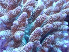 画像2: 【サンゴまとめ買い割引き10％〜20%OFF対象商品】【サンゴ】【通販】ブリードミドリイシsp. (美カラー）（個体販売）（±11cm)No.8（生体）（サンゴ） (2)