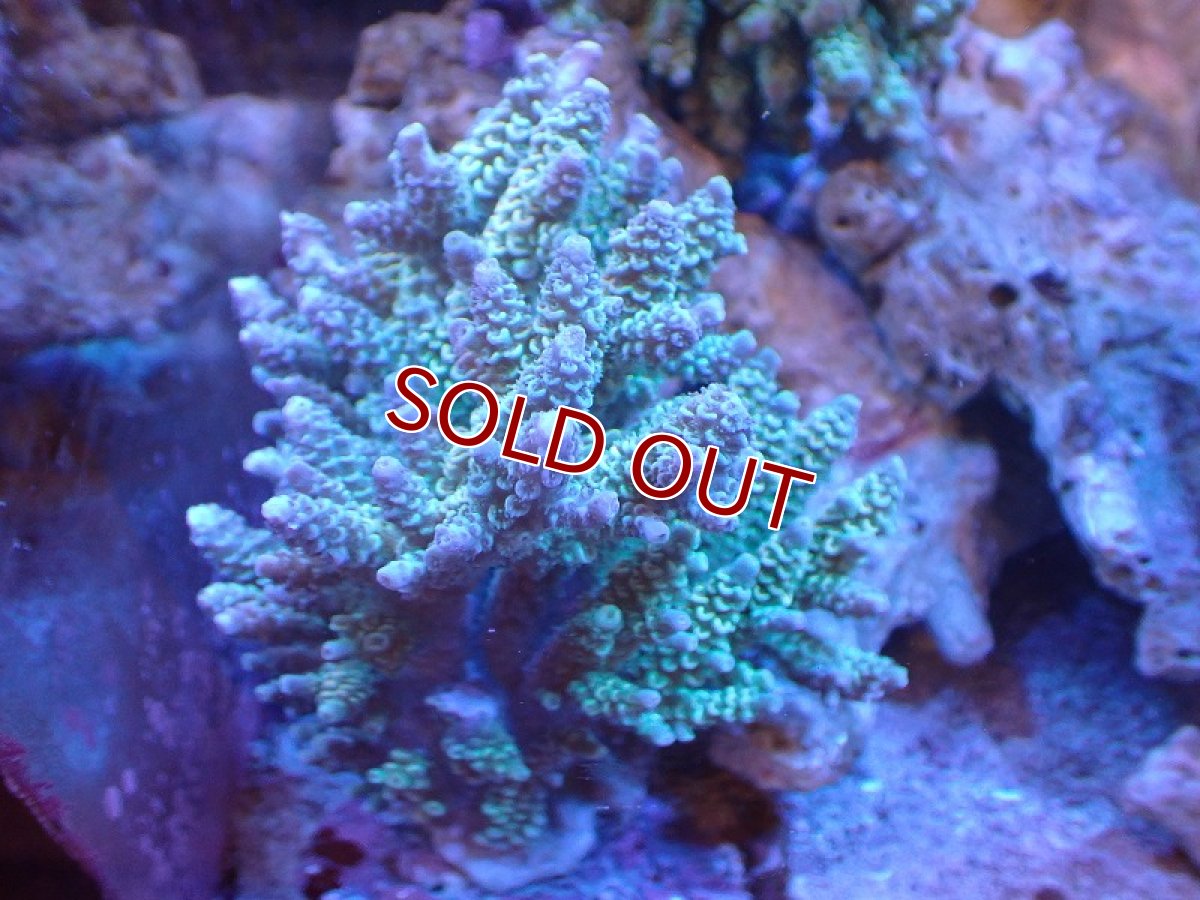 画像1: 【サンゴ】【通販】ブリードミドリイシsp. (美カラー）（個体販売）（±11cm)No.9（生体）（サンゴ） (1)
