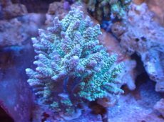 画像1: 【サンゴ】【通販】ブリードミドリイシsp. (美カラー）（個体販売）（±11cm)No.9（生体）（サンゴ） (1)