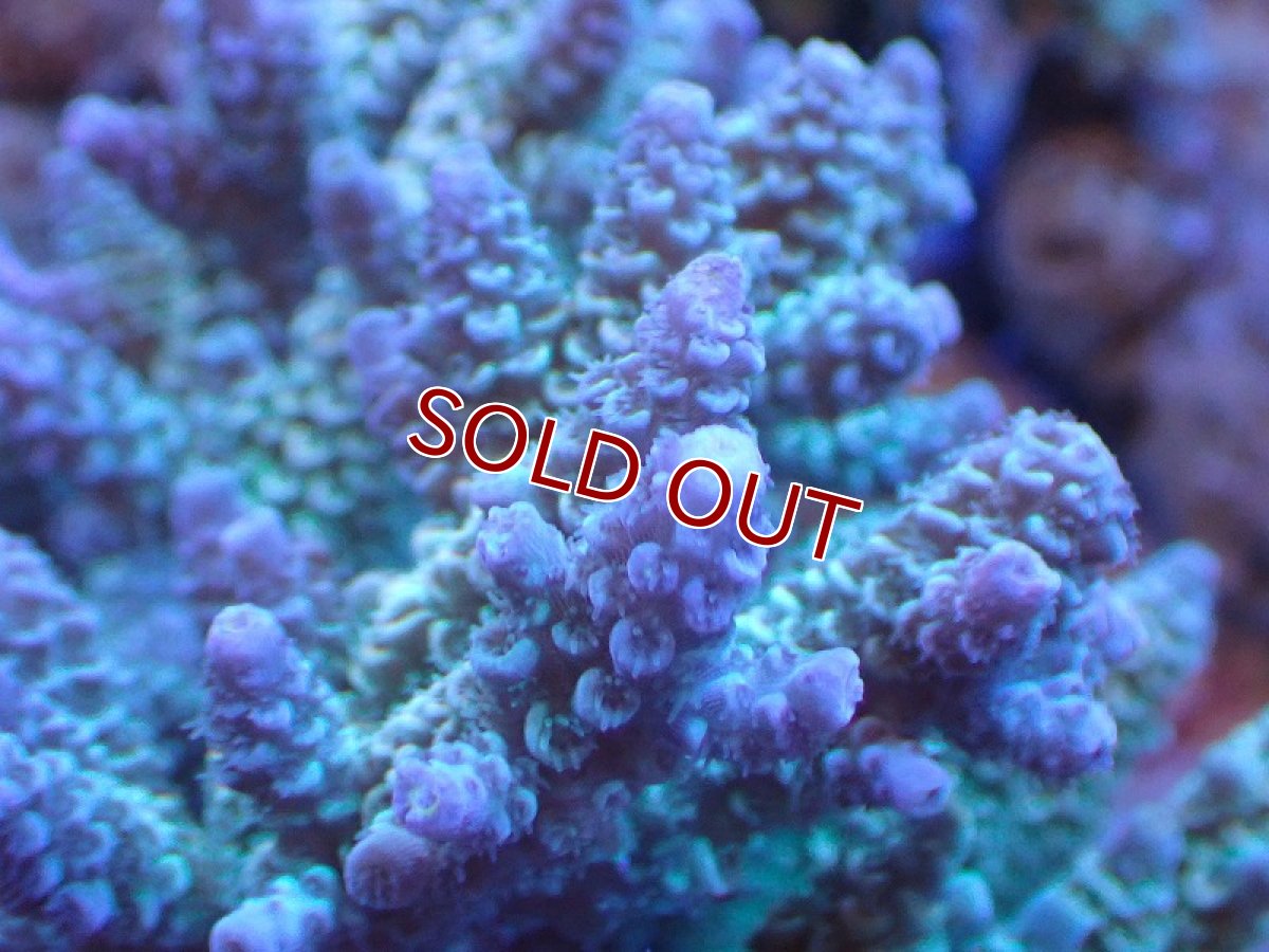 画像2: 【サンゴ】【通販】ブリードミドリイシsp. (美カラー）（個体販売）（±11cm)No.9（生体）（サンゴ） (2)