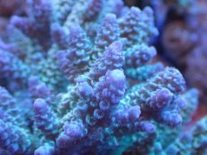 画像2: 【サンゴ】【通販】ブリードミドリイシsp. (美カラー）（個体販売）（±11cm)No.9（生体）（サンゴ） (2)