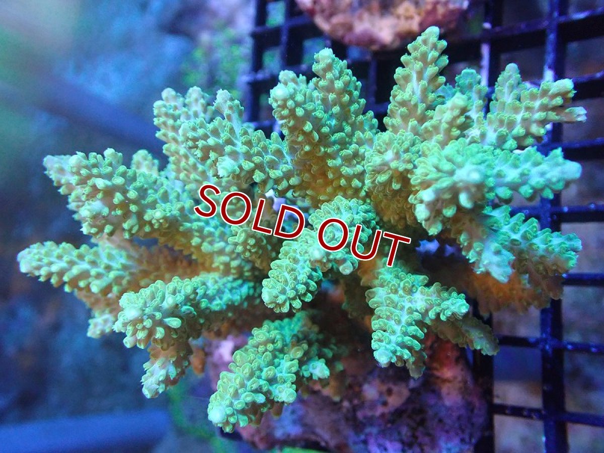 画像1: 【サンゴまとめ買い割引き10％〜20%OFF対象商品】 【サンゴ】【通販】ブリードミドリイシsp. (美カラー）（個体販売）（±10cm)No.10（生体）（サンゴ） (1)