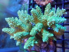 画像1: 【サンゴまとめ買い割引き10％〜20%OFF対象商品】【サンゴ】【通販】ブリードミドリイシsp. (美カラー）（個体販売）（±10cm)No.10（生体）（サンゴ） (1)