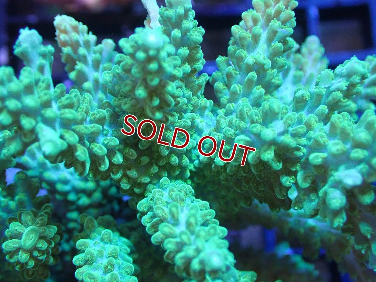 画像2: 【サンゴまとめ買い割引き10％〜20%OFF対象商品】 【サンゴ】【通販】ブリードミドリイシsp. (美カラー）（個体販売）（±10cm)No.10（生体）（サンゴ） (2)