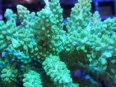 画像2: 【サンゴまとめ買い割引き10％〜20%OFF対象商品】【サンゴ】【通販】ブリードミドリイシsp. (美カラー）（個体販売）（±10cm)No.10（生体）（サンゴ） (2)