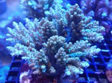 画像1: 【サンゴまとめ買い割引き10％〜20%OFF対象商品】【サンゴ】【通販】ブリードミドリイシsp. (美カラー）（個体販売）（±10cm)No.11（生体）（サンゴ） (1)