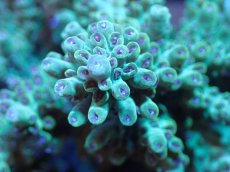 画像2: 【サンゴまとめ買い割引き10％〜20%OFF対象商品】【サンゴ】【通販】ブリードミドリイシsp. (美カラー）（個体販売）（±10cm)No.11（生体）（サンゴ） (2)