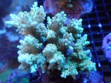 画像1: 【サンゴまとめ買い割引き10％〜20%OFF対象商品】【サンゴ】【通販】ブリードミドリイシsp. (美カラー）（個体販売）（±9cm)No.12（生体）（サンゴ） (1)