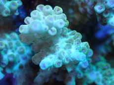 画像2: 【サンゴまとめ買い割引き10％〜20%OFF対象商品】【サンゴ】【通販】ブリードミドリイシsp. (美カラー）（個体販売）（±9cm)No.12（生体）（サンゴ） (2)