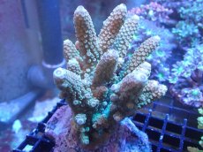 画像1: 【サンゴまとめ買い割引き10％〜20%OFF対象商品】【サンゴ】【通販】ブリードミドリイシsp. (美カラー）（個体販売）（±9cm)No.13（生体）（サンゴ） (1)